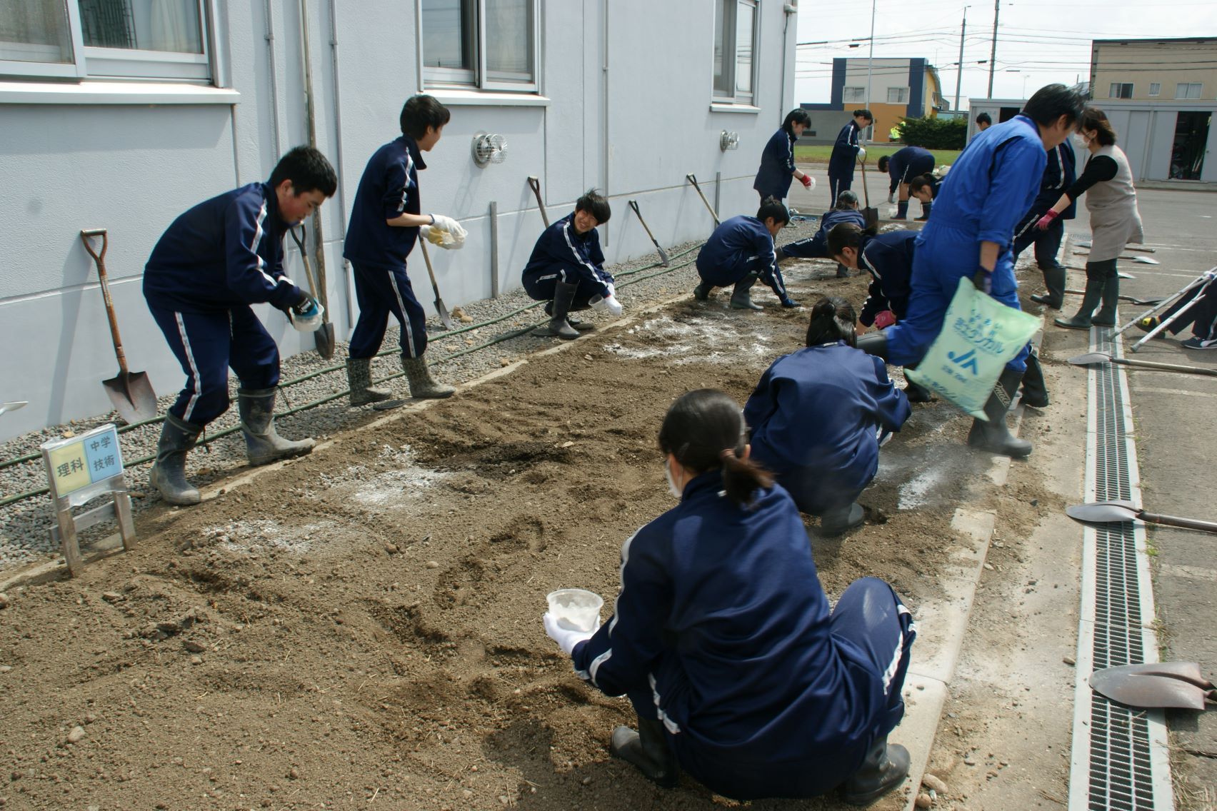 石灰をまく様子2.JPG