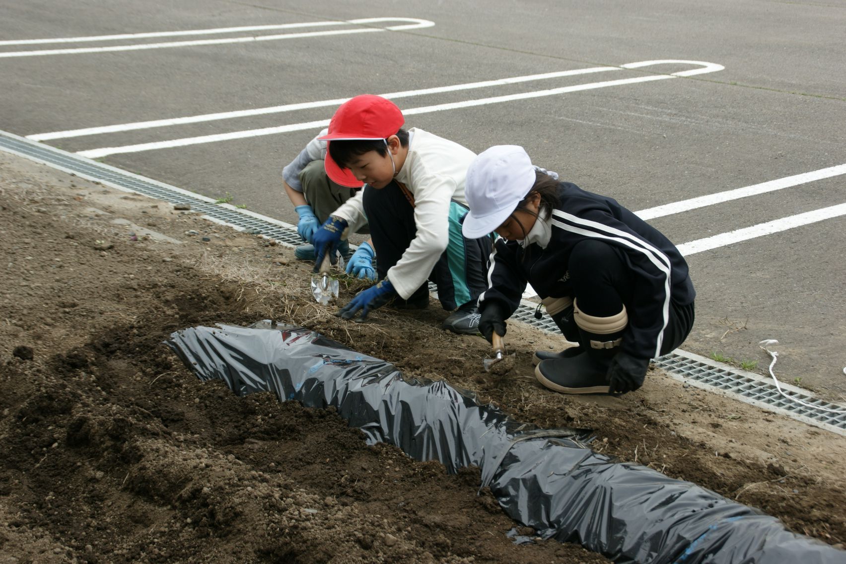 教材園に野菜を植えます.JPG