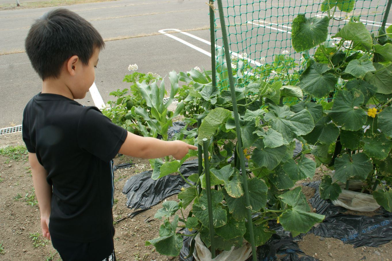 4年生学級園の大きなきゅうり.JPG