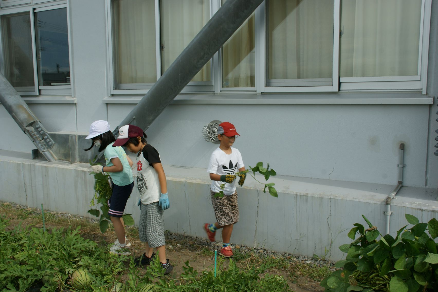 2年生学級園の枝豆を収穫.JPG