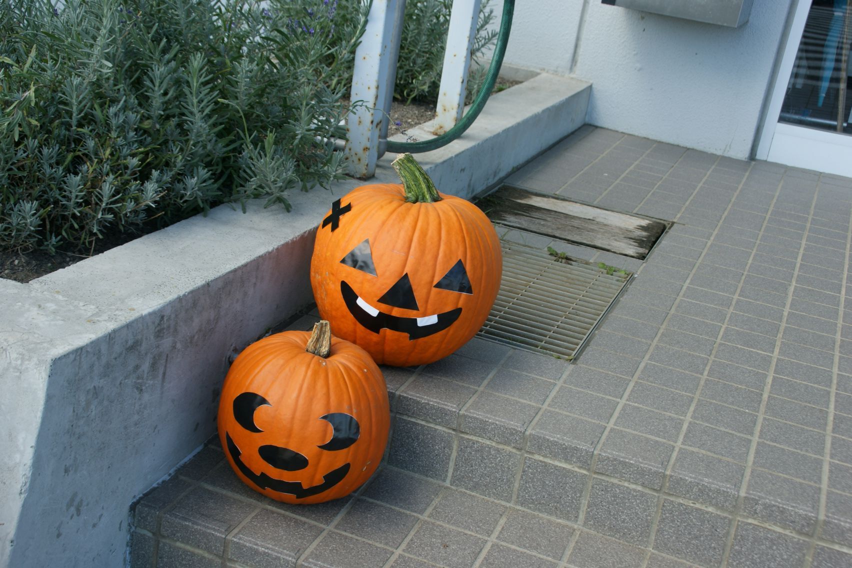 おばけかぼちゃ.JPG