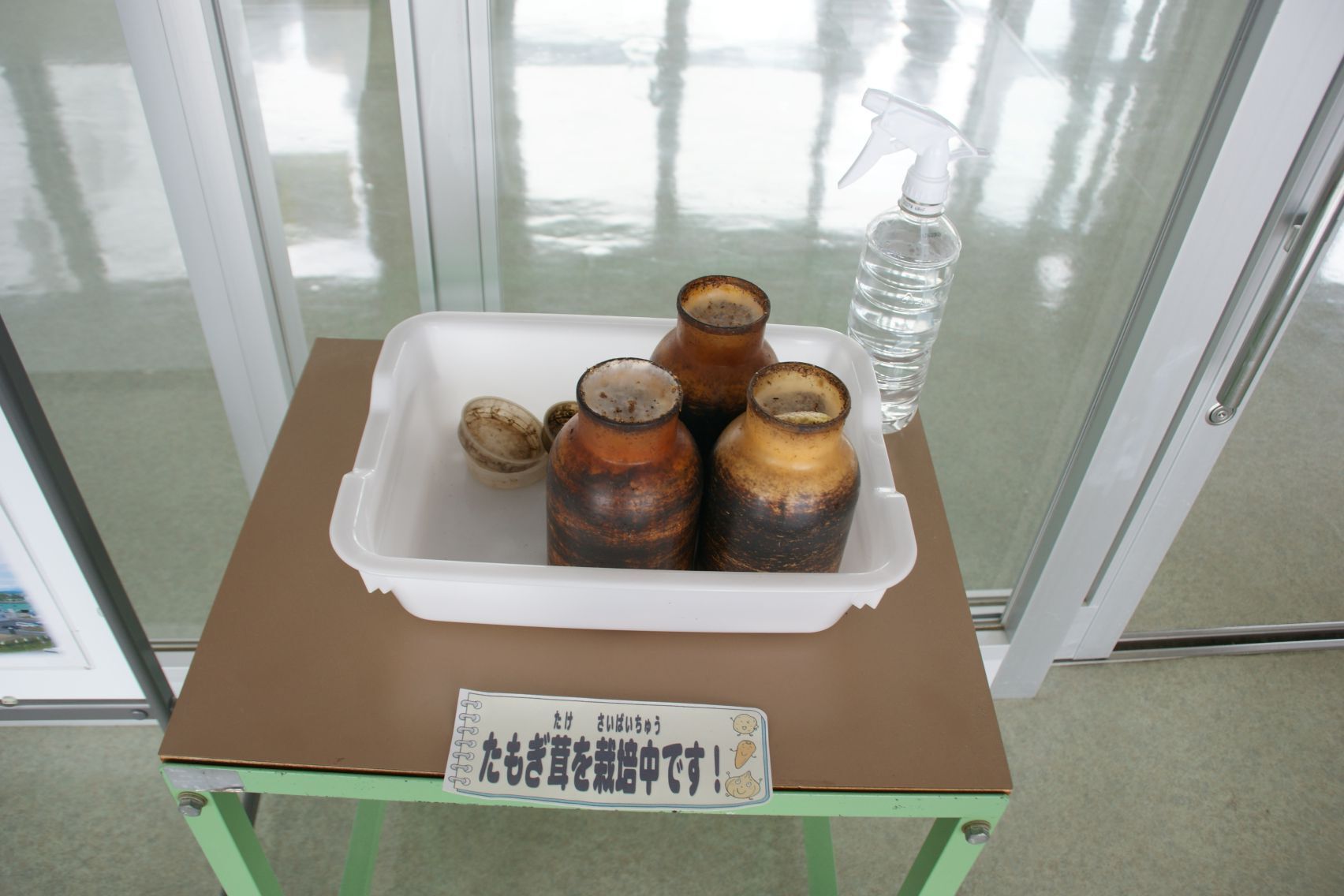 玄関前で栽培しているたもぎ茸.JPG