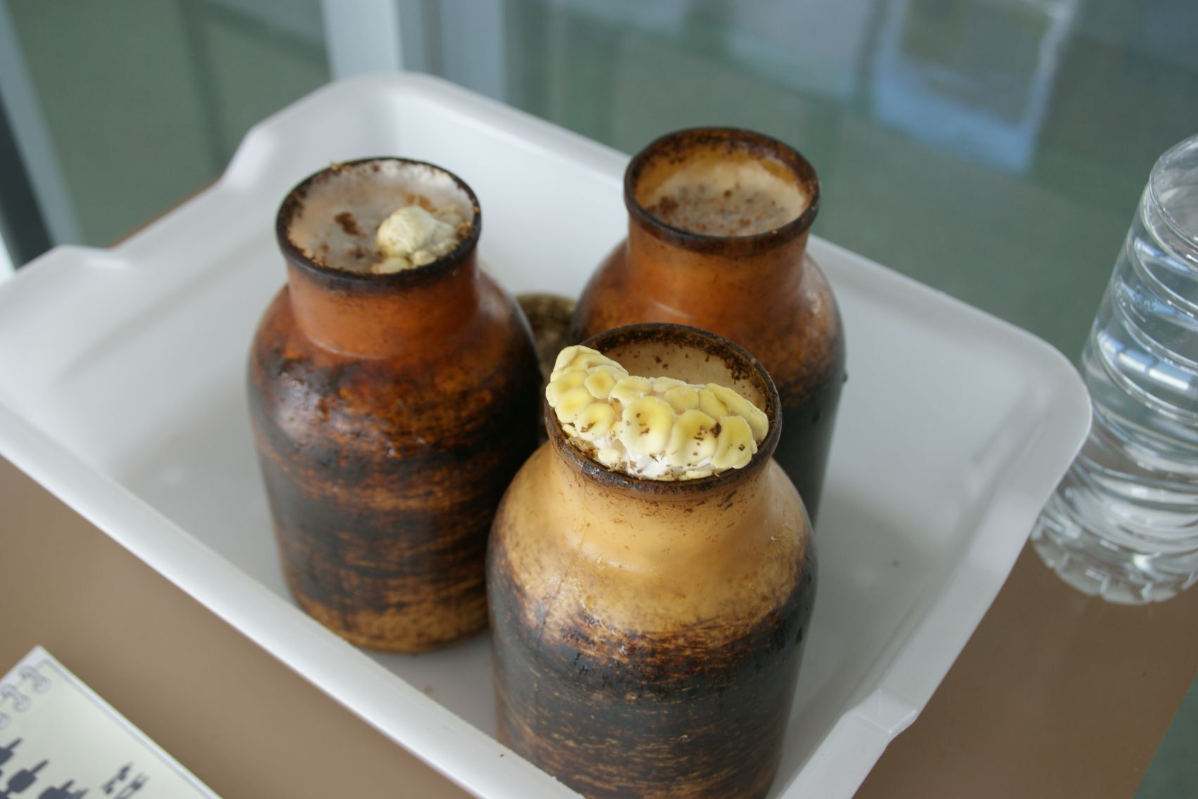 今日のたもぎ茸の様子.JPG