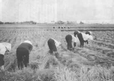 収穫風景(1970年)の写真