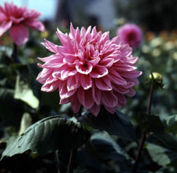 町の花・ダリアの画像